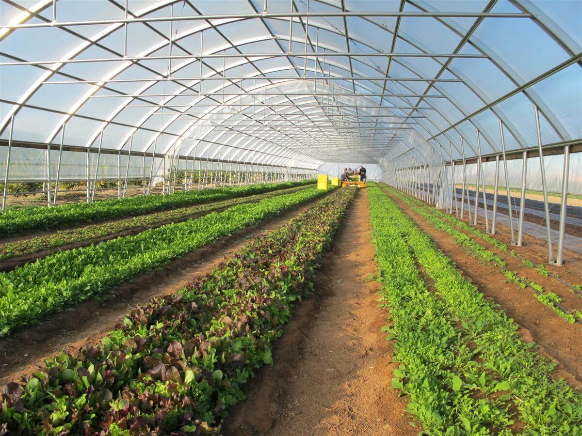 Agriculture